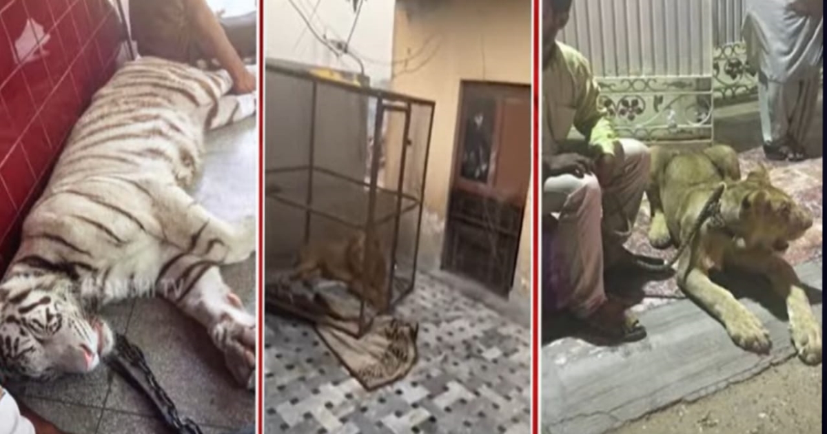 pakistan-il-illegal-lion-tiger-pet-issue