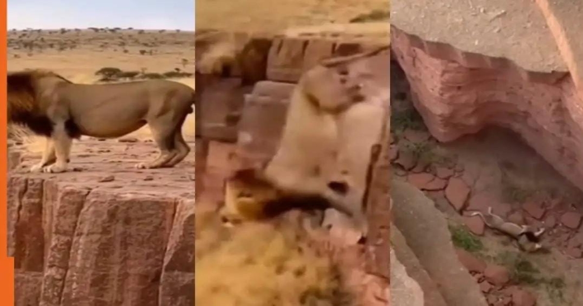 ai-generated-lion-goat-viral-video