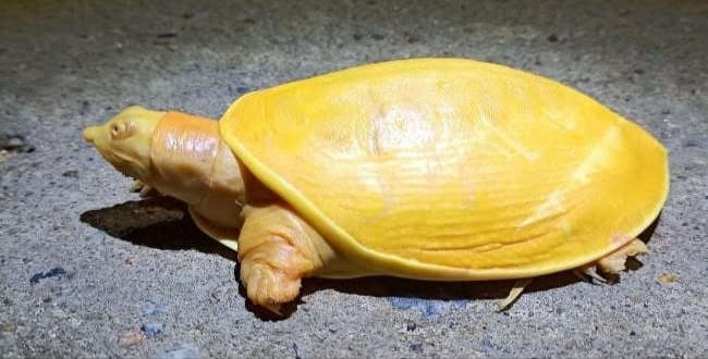 a-rare-yellow-turtle-spottet-on-odisha