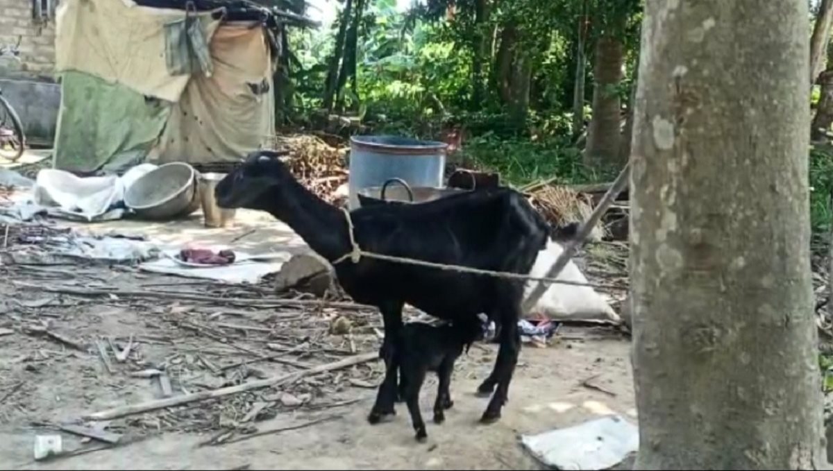 goat-gives-birth-to-calf-with-eight-legs-in-west-bengal