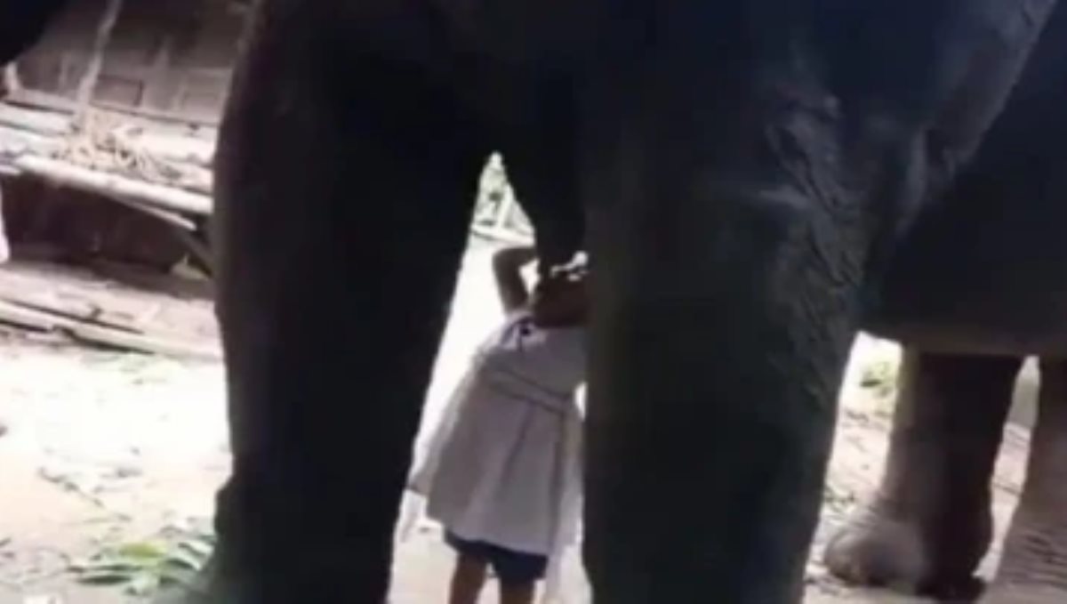 3 years kid trying to drink milks from their elephant