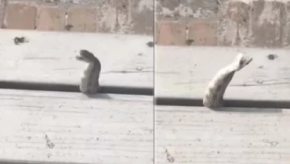 snake-escaping-from-road-gap-video-viral