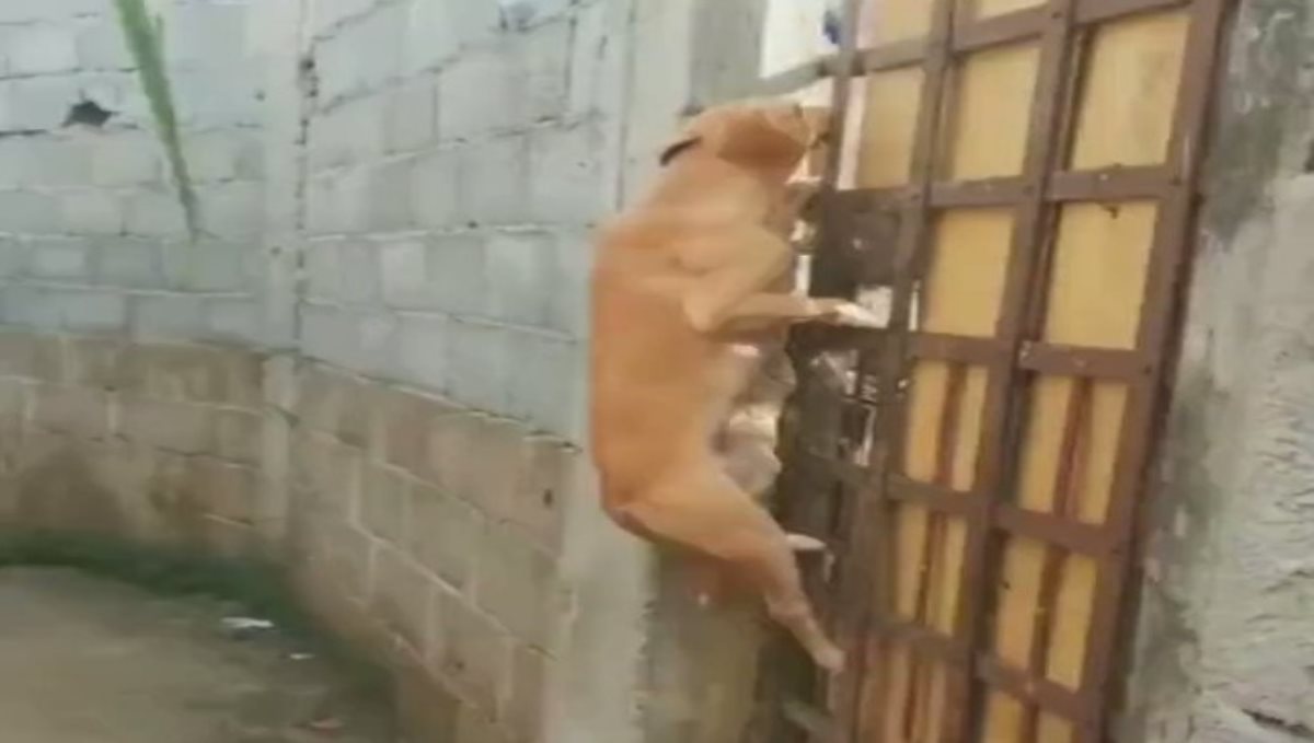 dog-escape-video-viral