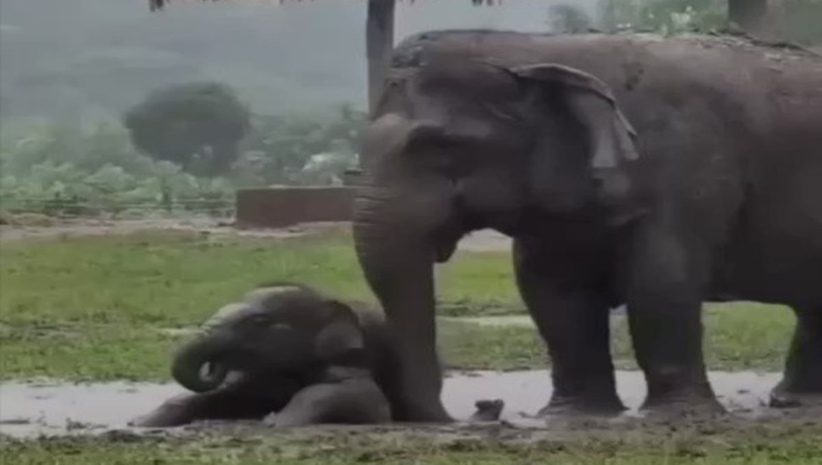 Elephant paly in rain video viral