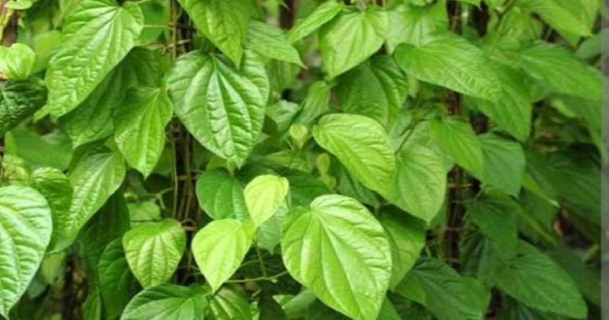 Benefits of eating betal leaf