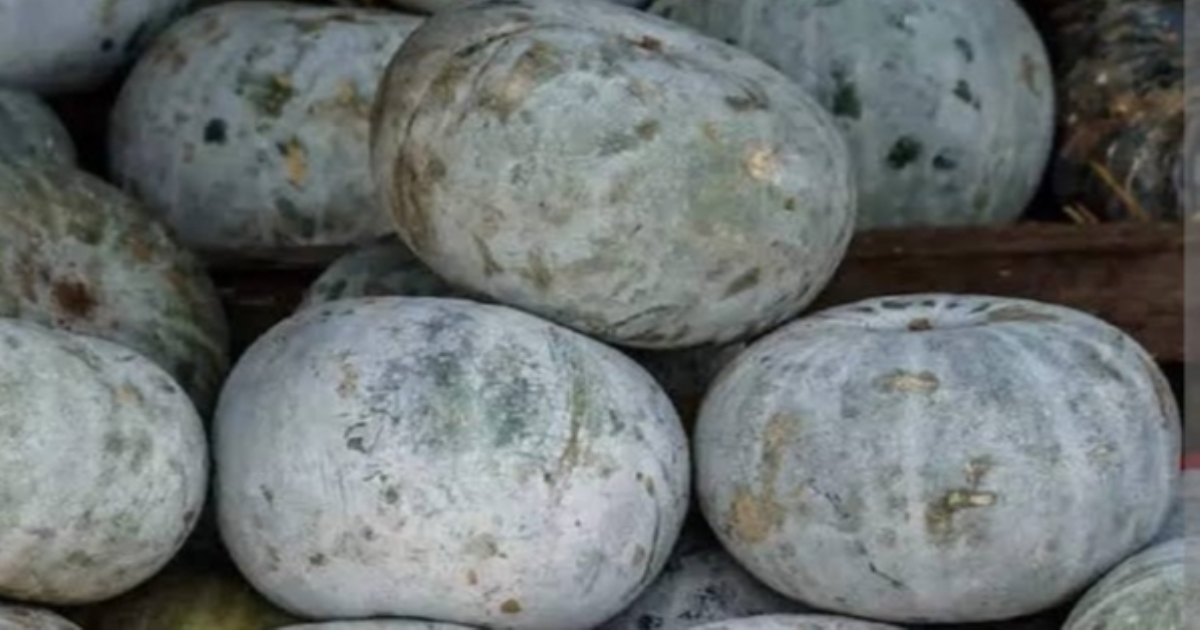 Healthy benefits in ash gourd