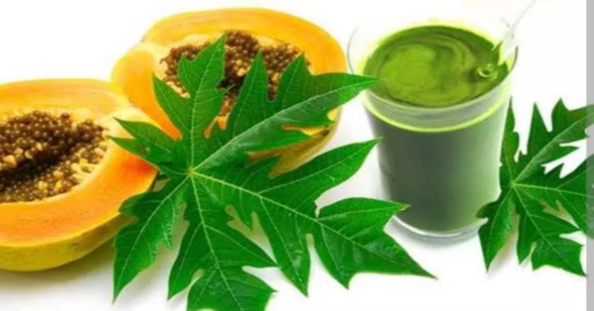Healthy benefits of papaya leaf juice