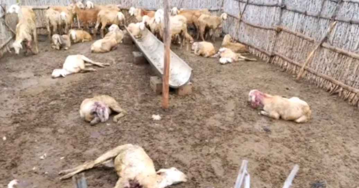Dindigul Goat Attacked by Dogs 