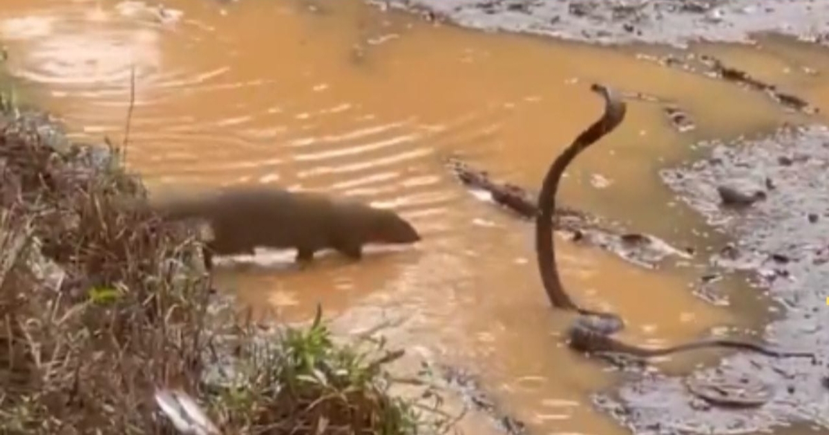 cobra-vs-mongoose-viral-video-nature-fight