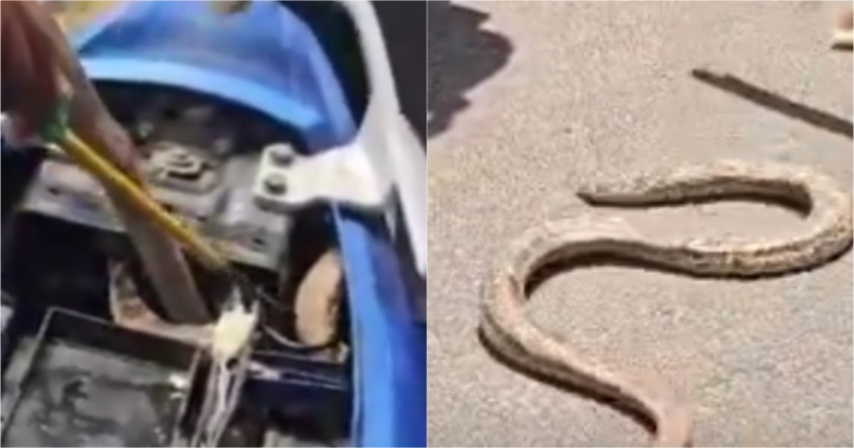 Kallakurichi Thirukovilur Snake Found on Bike 