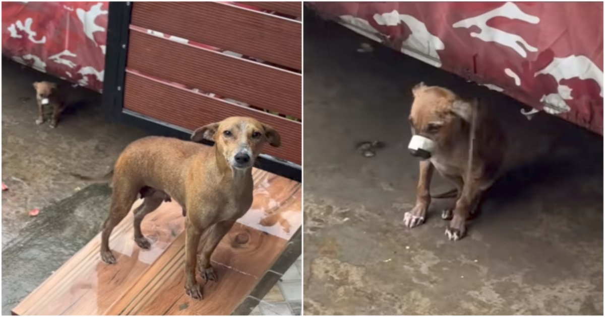 a Mother Dog Want shelter With Baby Dog during the Fengal Cyclone Rain in Pondicherry 