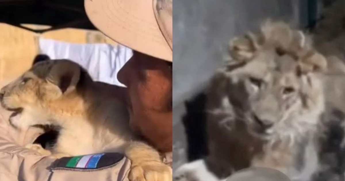   in Uzbekistan Lion Kills Zoo Keeper When he made Video For impress Girl Friend 