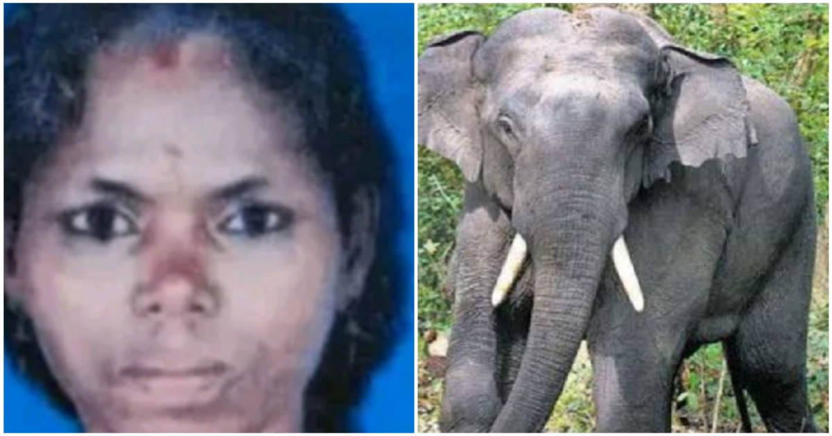   Kerala Malapuram Elephant Died 