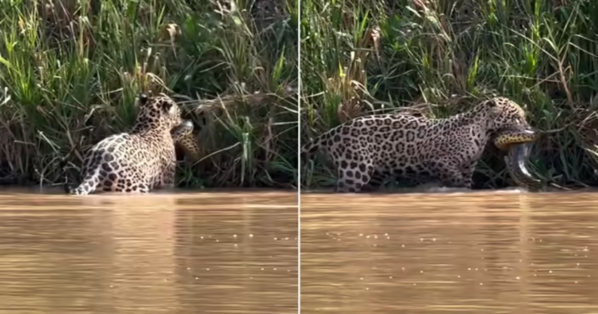 jaguar-anaconda-fight-viral-video