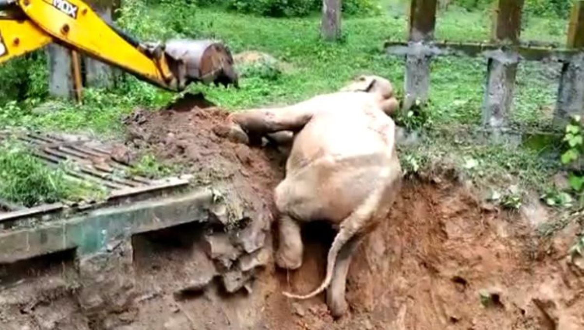 elephant rescued using JCP video viral