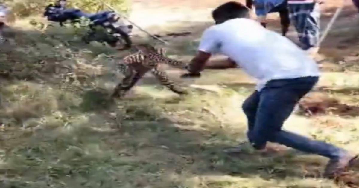 in Karnataka Tumkur Leopard Captured by Brave Farmer 