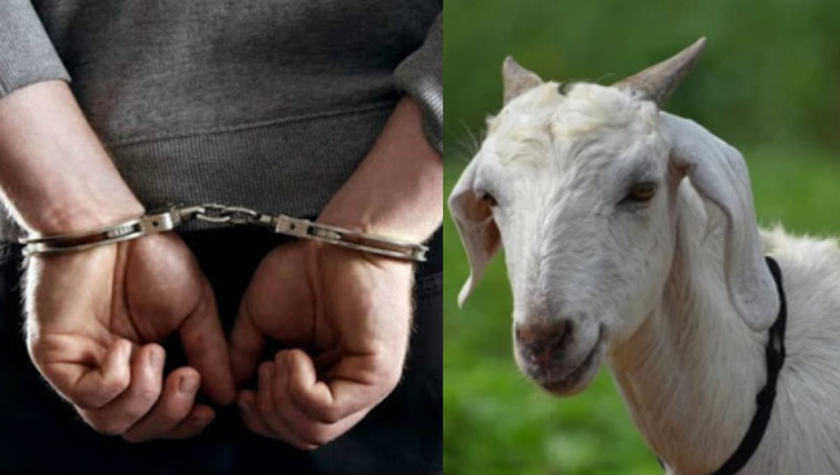 Kerala Kasaragod Pregnant Goat Sexual Abuse and Killed by 3 Man Gang