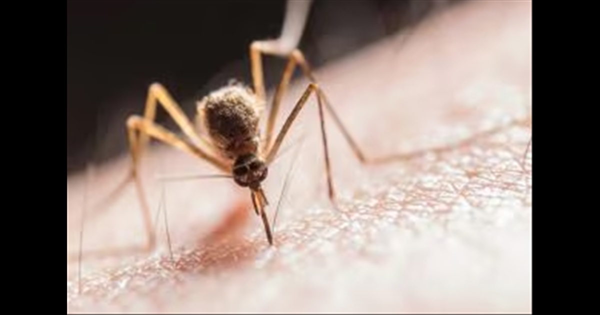 Kerala West nile Fever 