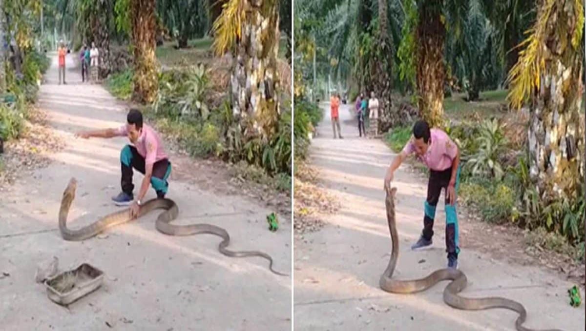 Man handled King Cobra viral video