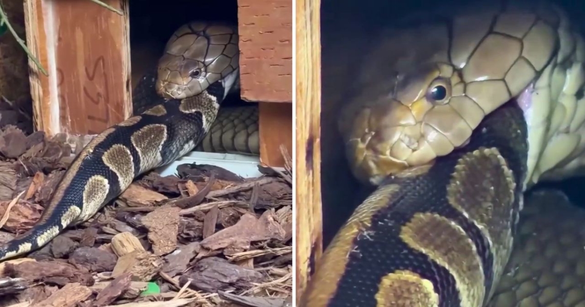 king-cobra-swallows-giant-python-viral-video