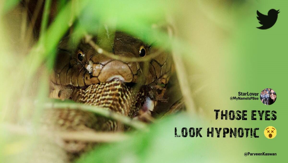 Rare picture of a king cobra eating another snake