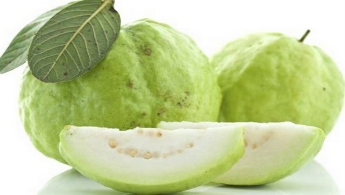guava-fruit-which-acts-as-a-laxative-can-be-eaten-daily