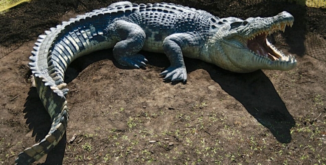 crocodile-in-residency-area