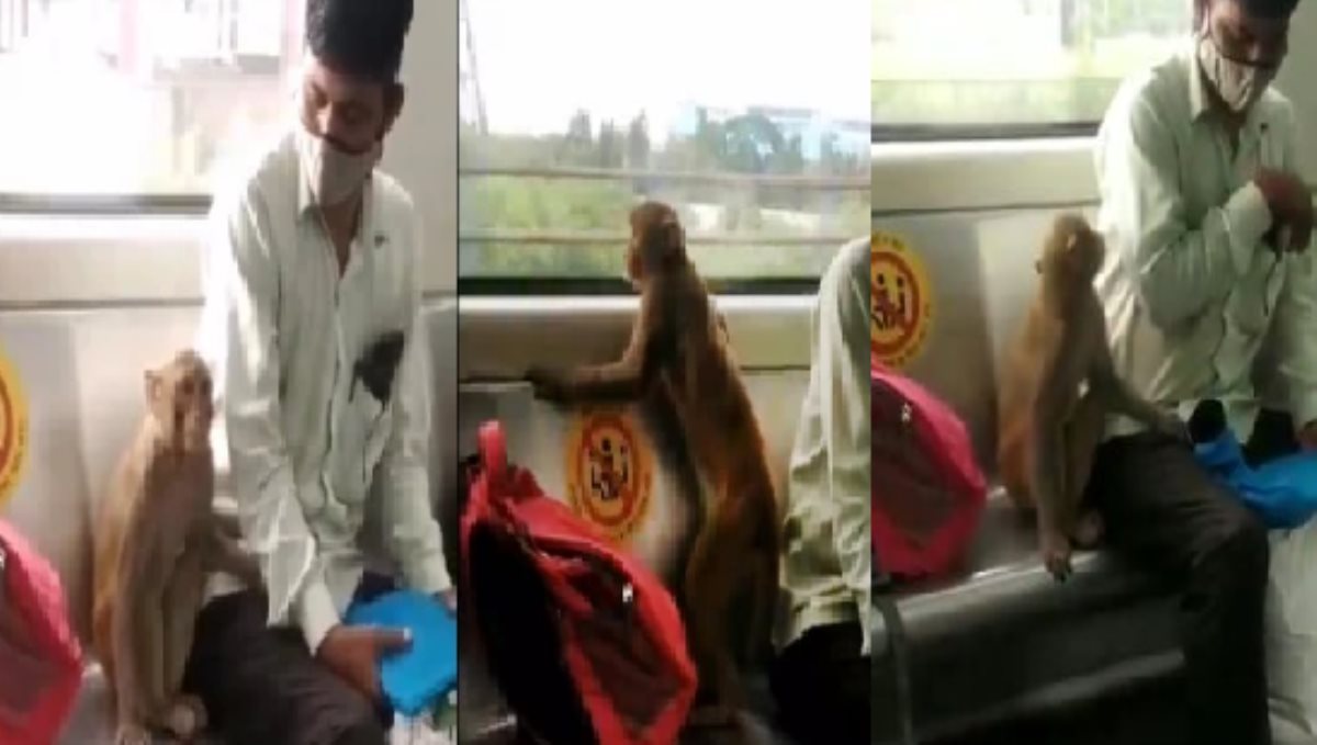 monkey-in-metro-train