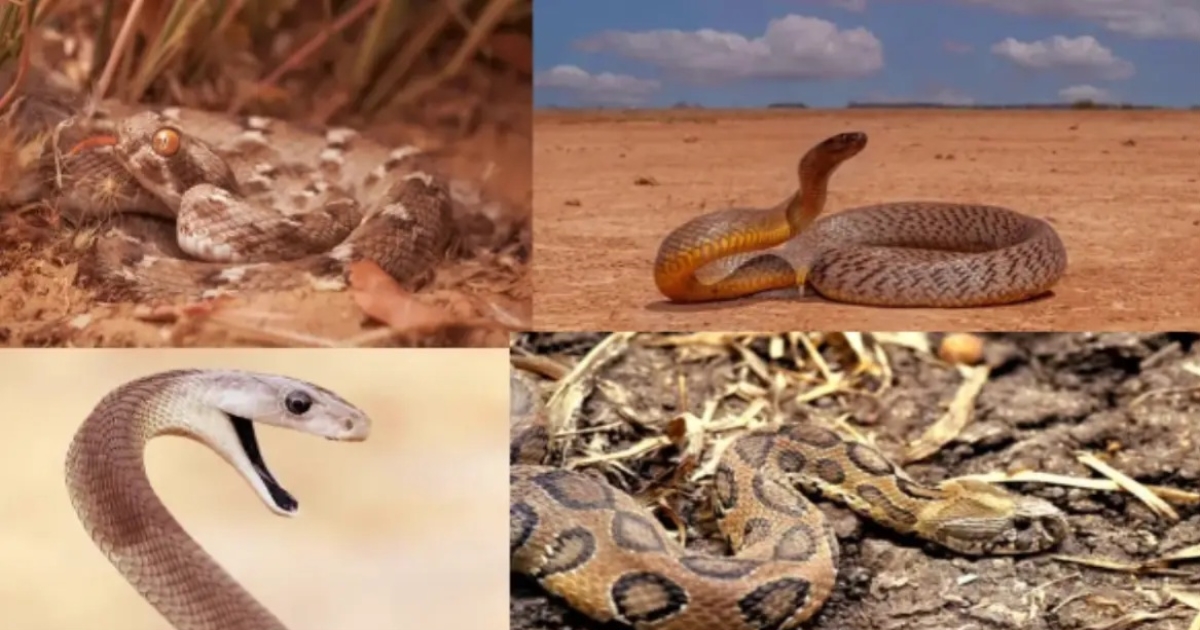 most-dangerous-snakes-world