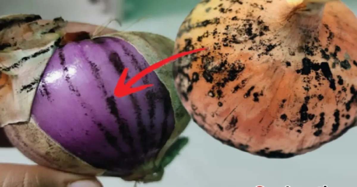 onion-black-lines-fungal-infection