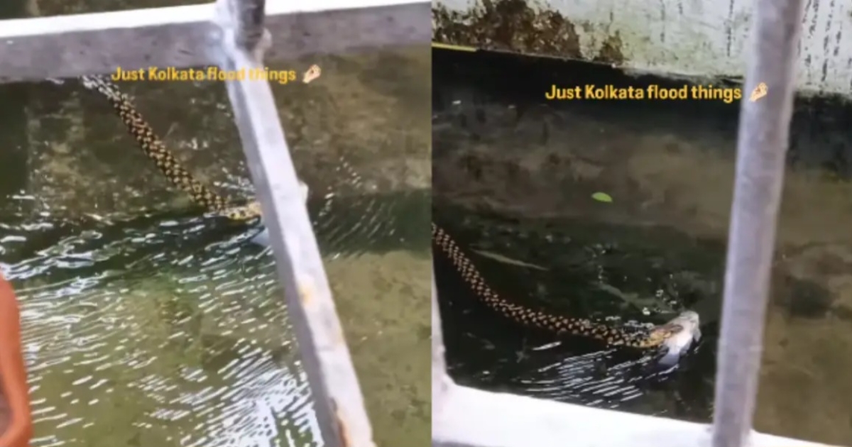 snake-carrying-fish-viral-video