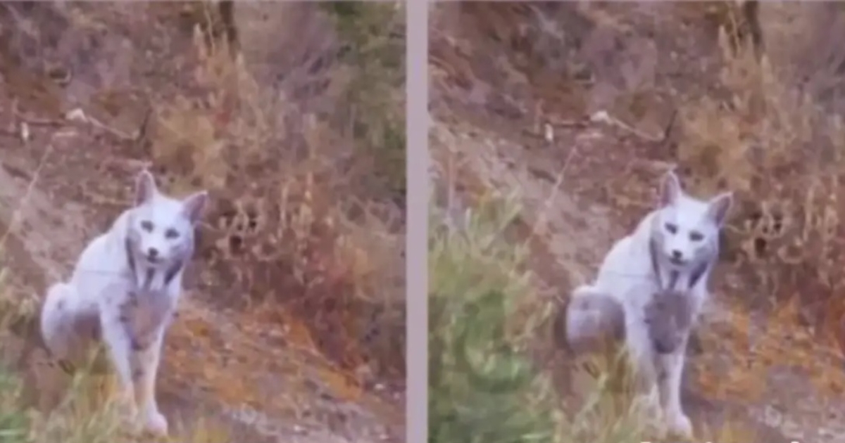 white-iberian-lynx-discovered-in-spain