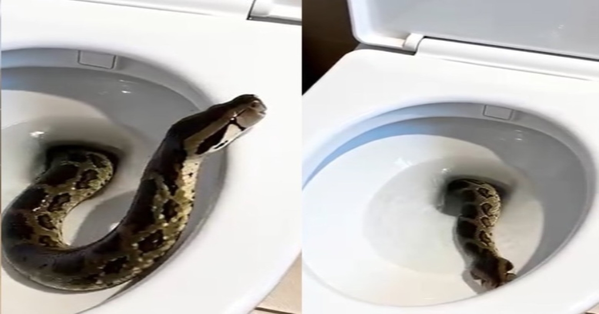 snake-bathroom-viral-video
