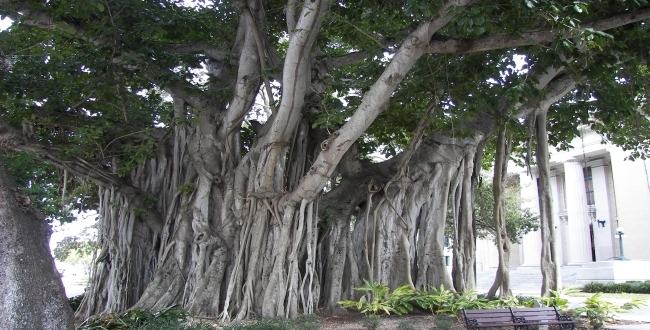 banyan-tree-axed-in-a-night