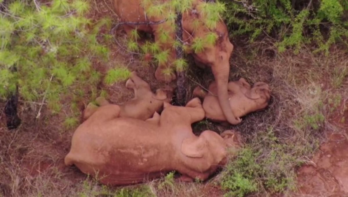 Mother elephant protect its kids from mosquito viral video