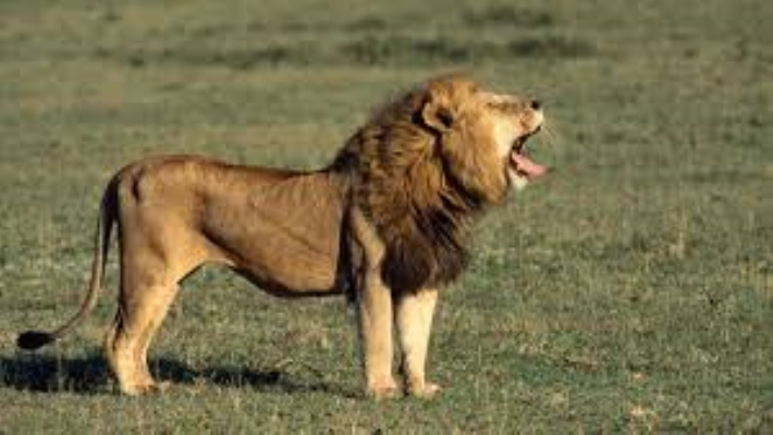 lion catch the child