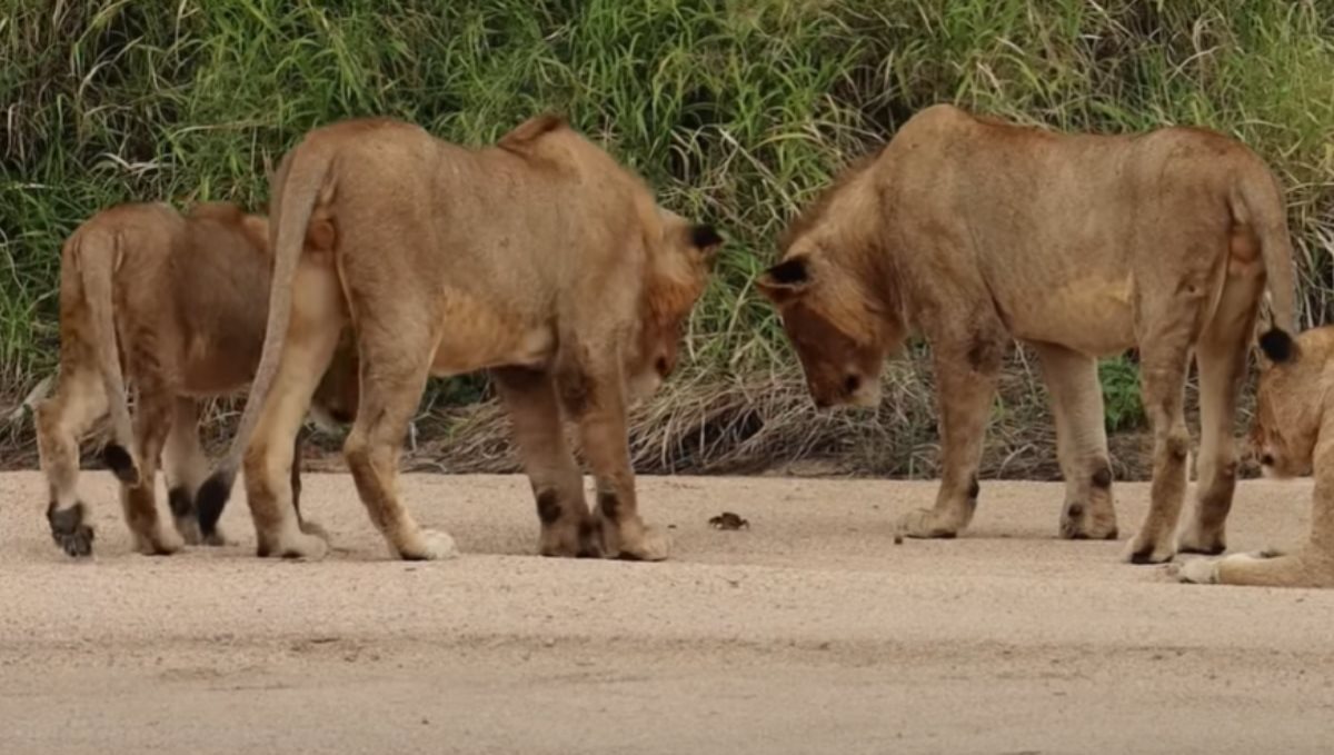 five-lions-fascinated-by-a-crab