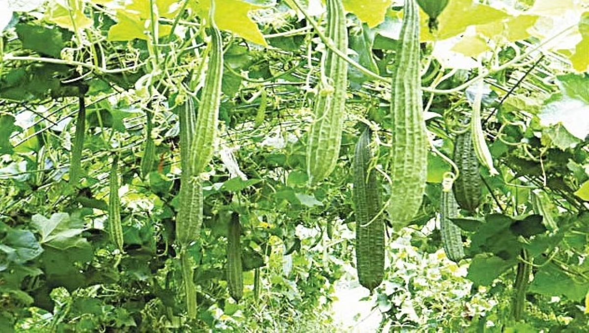 luffa is a fruit that can correct digestive problems