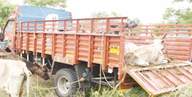 cows died in lorry