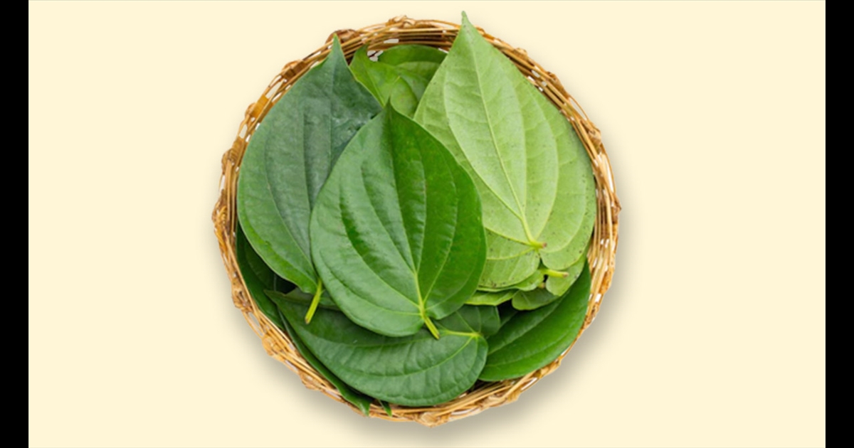 are-there-so-many-benefits-of-betel-leaves-keep-using-i