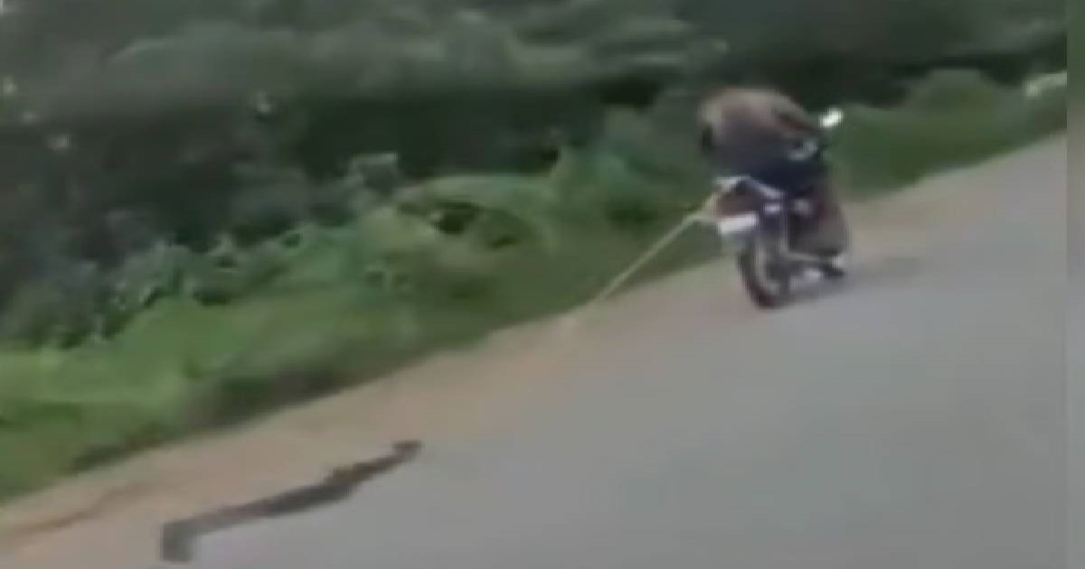 delhi-python-cruelty-bike-video