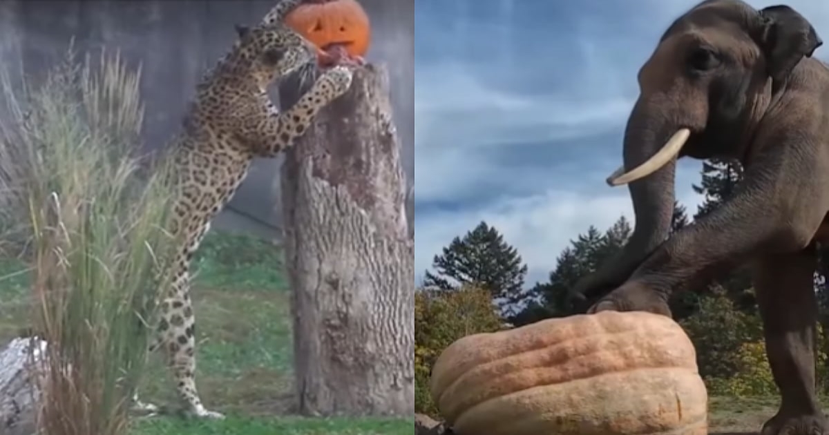 halloween-zoo-pumpkin-festival-usa