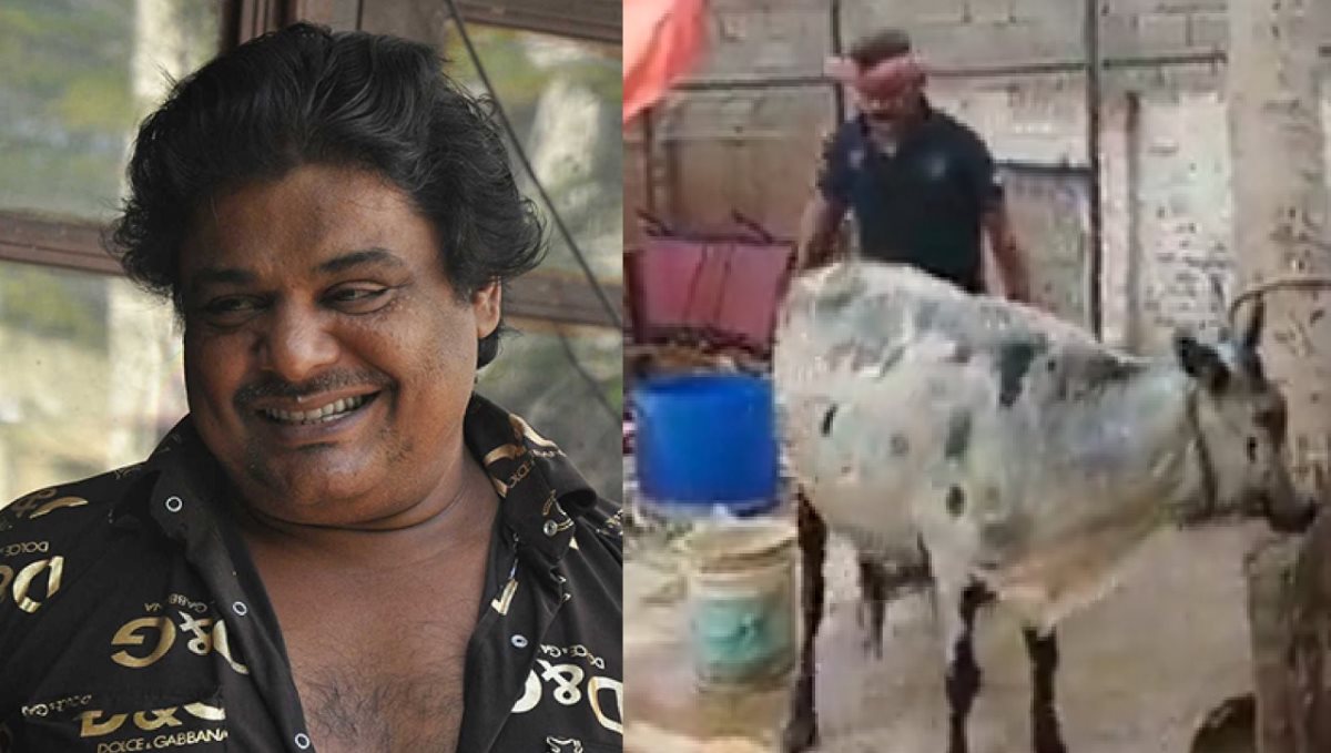 Mansoor Ali Khan Sing with Cow Video 