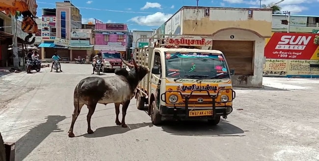 bull-run-behinds-the-auto-for-cow-friendship-video-goes
