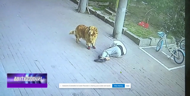 Dog Corners Cat After It Plummets On To Pensioner s Head