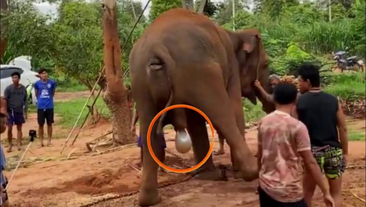 Elephant give live birth viral video