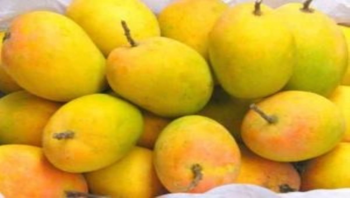 Let's find out about the unripe mango to buy 
