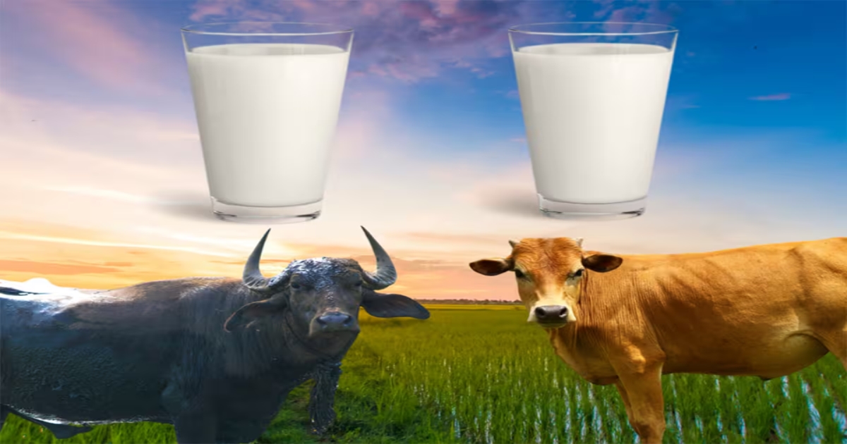 Cow Milk Vs Buffalo Milk Which Is Best for Children’s Health?