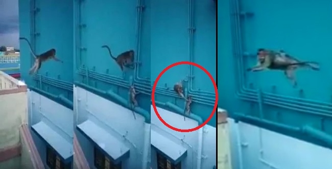 Mother monkey saved kid video goes viral