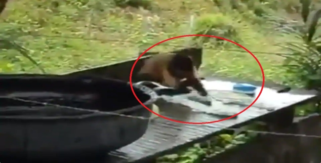 Monkey washing clothes video